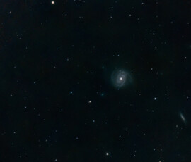 Messier 100 (NGC 4321) is an example of a grand design spiral galaxy located within the southern part of constellation Coma Berenices. It is one of the brightest and largest galaxies in the Virgo Cluster, located approximately 55 million light-years distant from Earth and has a diameter of 107,000 light years. The galaxy was one of the first spiral galaxies to be discovered. Two satellite galaxies named NGC 4323 -connected with M100 by a bridge of luminous matter- and NGC 4328 are present within this galaxy and seen to the left in this photograph.
Photographed with the CPC 9,25" reflector telescope and the Nikon D800 DSLR camera in Stuvsta, April 2016.. Exposure was 11*60s at ISO 800. M100